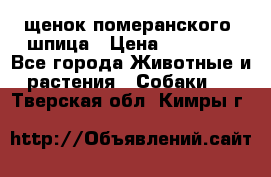щенок померанского  шпица › Цена ­ 50 000 - Все города Животные и растения » Собаки   . Тверская обл.,Кимры г.